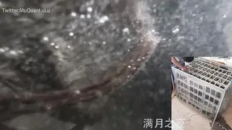 满月之夜水笼